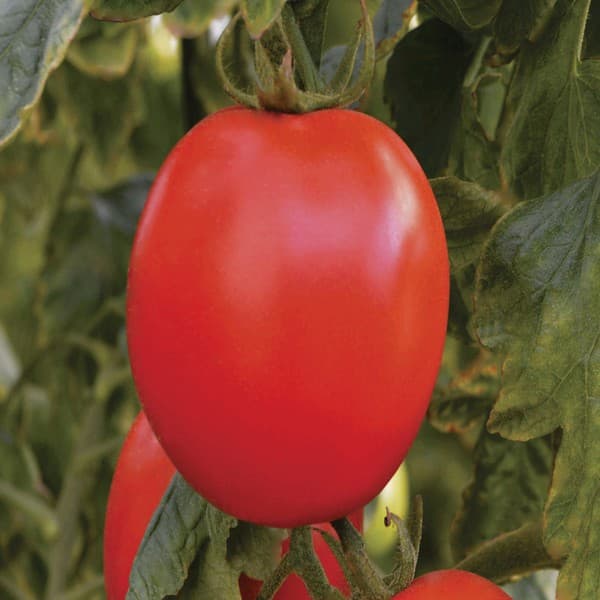 5 sementes de Tomate Barto