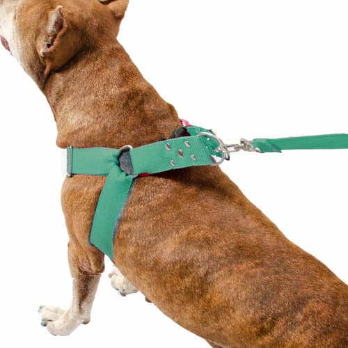 Peitoral Cachorro Com Guia cachorros médio porte