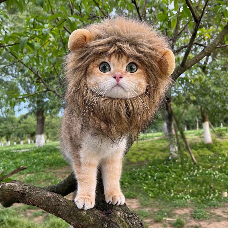 Chapéu Leão Gato Cachorro Halloween Fantasia Pet Acessório Festivo Engraçado Fantasia com Elástico Ajustável p