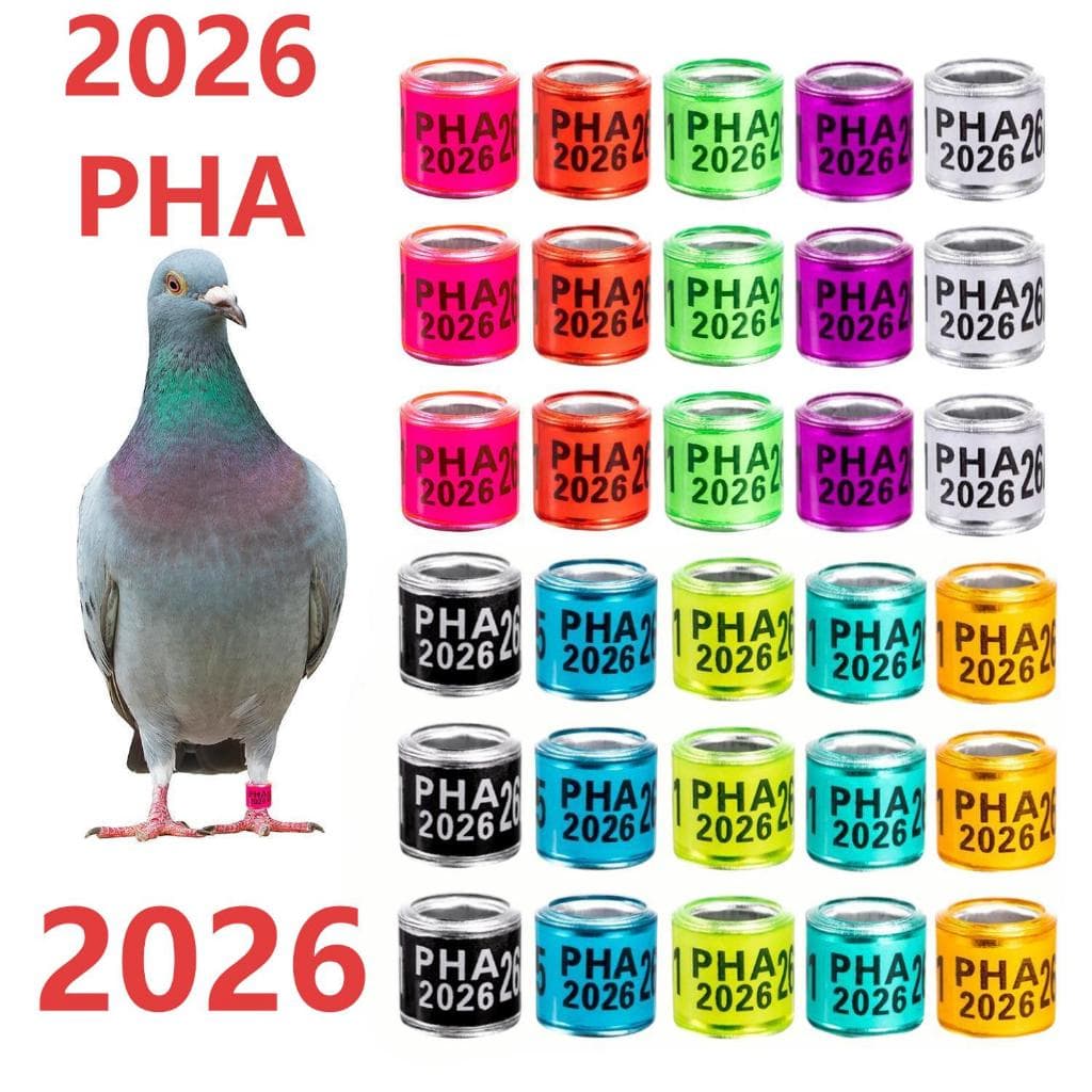50 Peças 2026 Anel De Pé De Pombo PHA ID8mm Papagaio Ferramenta De Treinamento De Pássaros