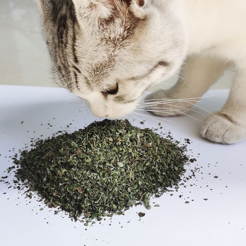 Catnip Premium 20g +5 Matatabi- Envio Rápido Erva dos Gatos Puro Desidratado Orgânico