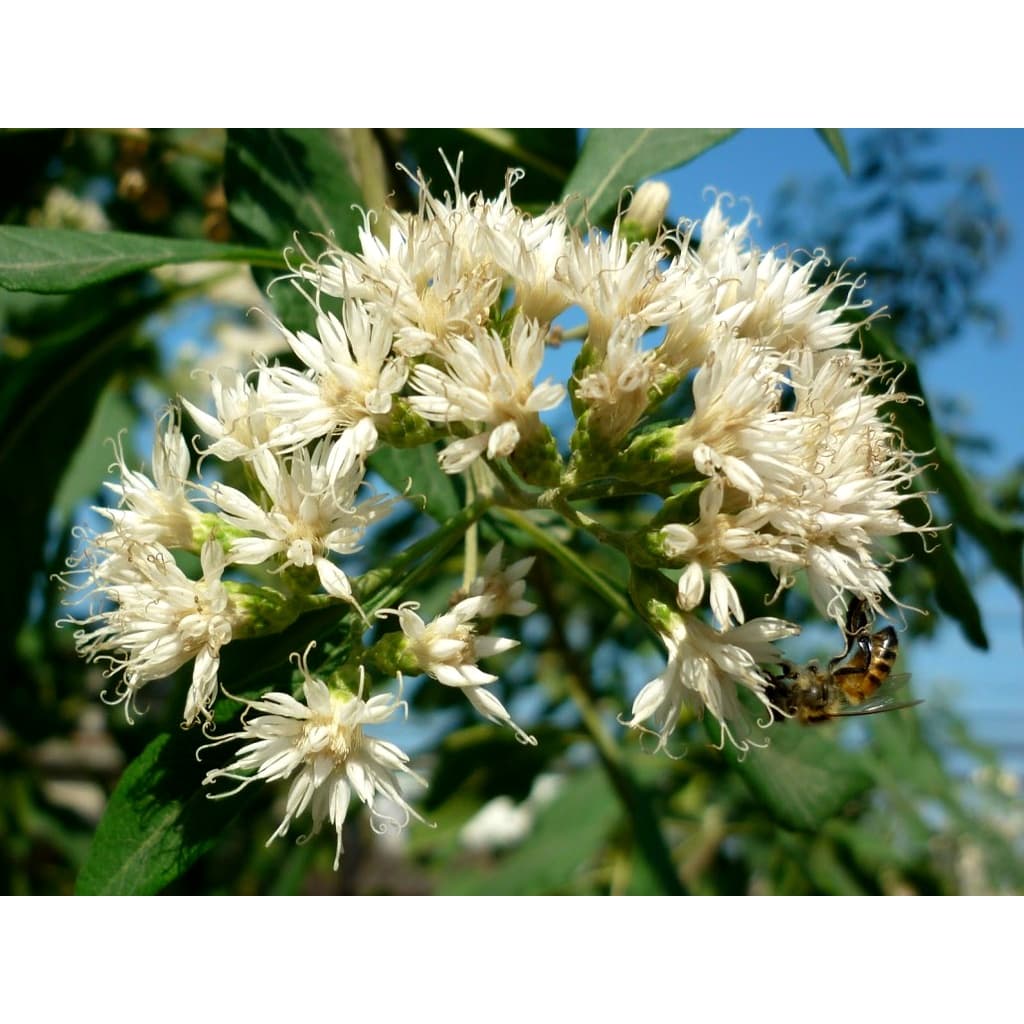 KIT 120 Sementes da planta medicinal Assa Peixe Branco Para Mudas. usado para criação de Abelhas  apicultura para produção de mel. Apícola Vernonia Polyanthes