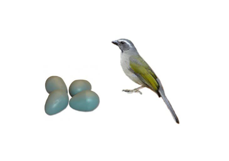 Ovo Indez Azul para Pixarro e Sabiá Unidade