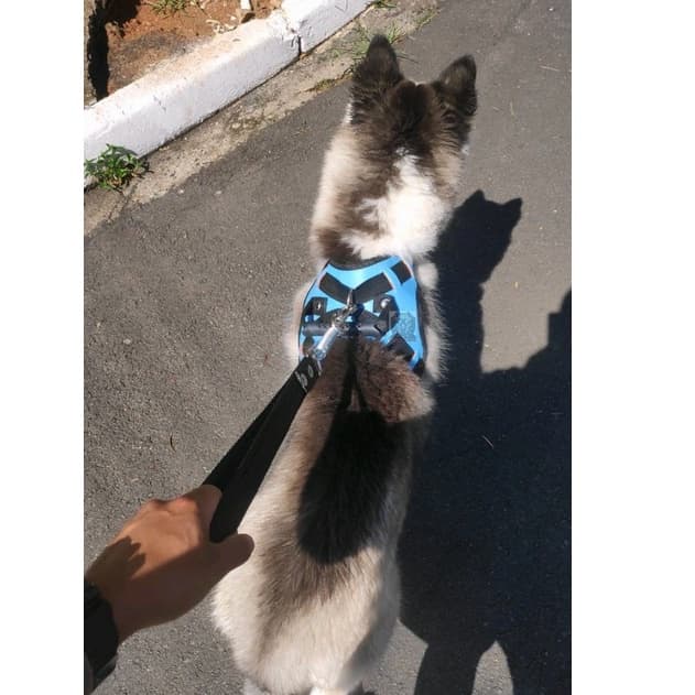 Peitoral cachorro estiloso de couro com guia reforçada e regulagem resistente bem acabado peitoral para cachorros de todas as raças de grande médio porte pitbull rotwailer dogo pastor alemão golden show show bull dog american bull terrier red nose monter