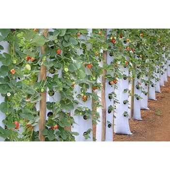 3 Metros Saco pra Cultivo Vertical Tomate Morango 1,51mt Slab Garden Horta