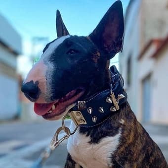 Coleira De Cravo Em couro Legítimo para cachorros grande e médio porte pitbull coleira cachorro grande