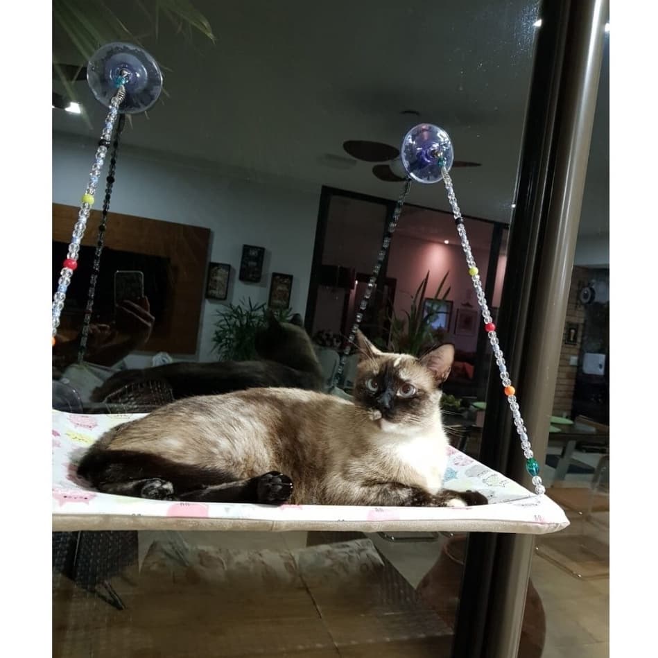 Rede De Gatos Com Ventosas Para Vidracas Au Au Miau Comany
