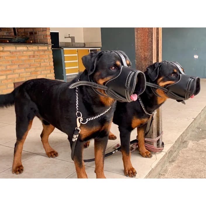 Focinheira Em Couro Legítimo Reforçada Para Rottweiler Adestramento
