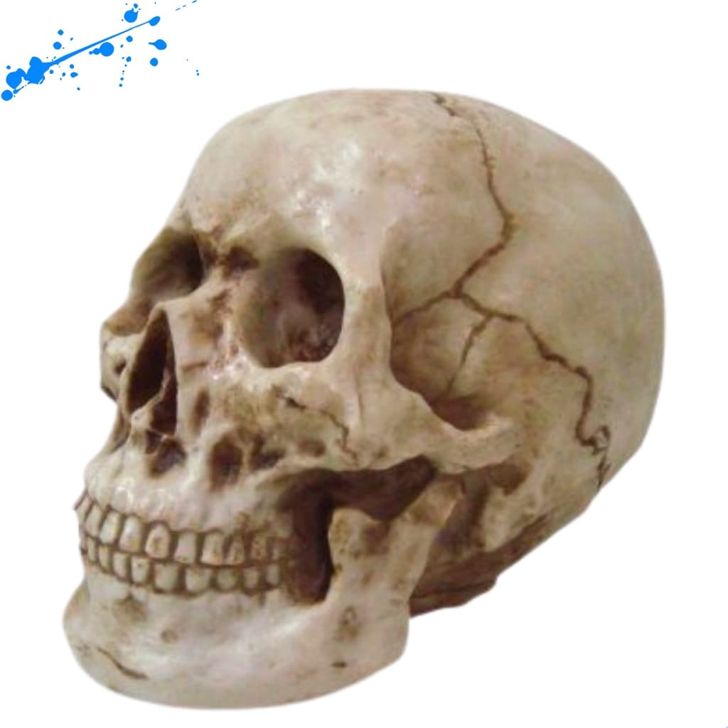 Cranio Caveira Decorativo Tamanho Real Em Resina Promoção