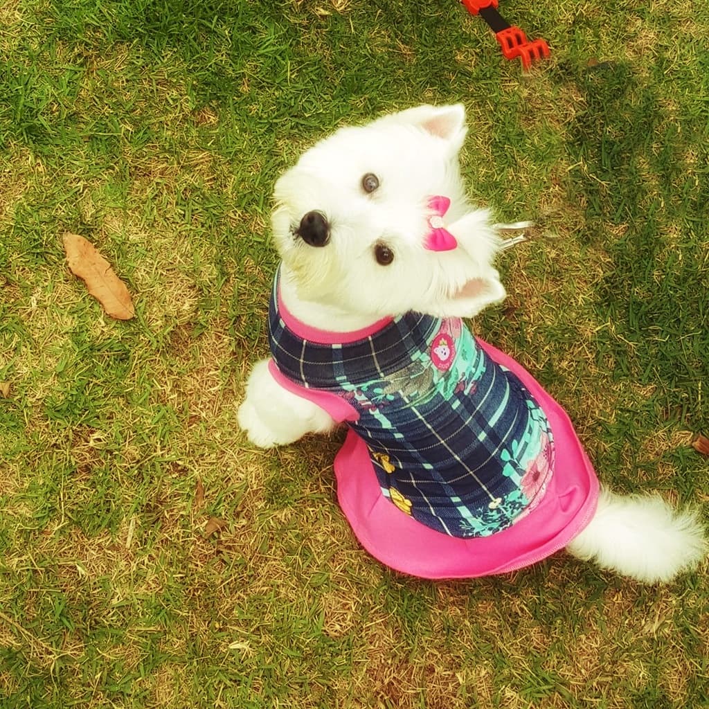 Vestido Pet Amarilis -  - Diggy Doggy - Roupa Pet - Roupa de Cachorro ou Gato