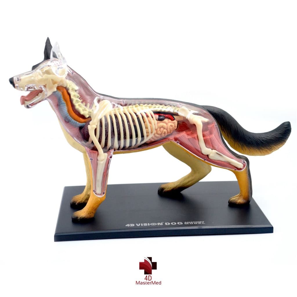 Anatomia do Cachorro