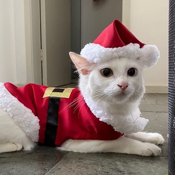 Roupa pet NATAL para cachorro e gato papai Noel , FANTASIA PET NATAL