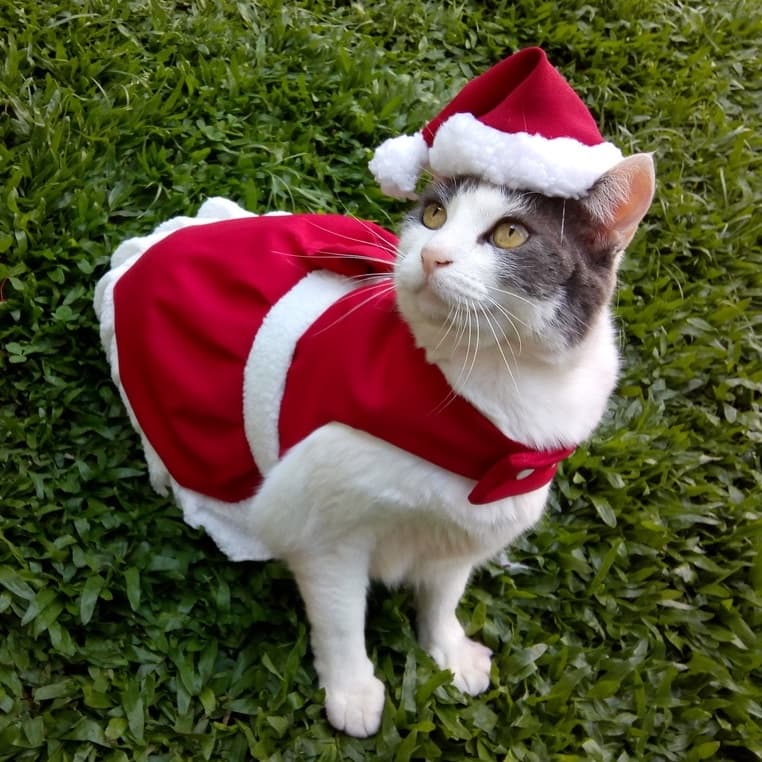 Vestido pet NATAL mamãe Noel para cachorro e gato, FANTASIA PET NATAL e Ano novo