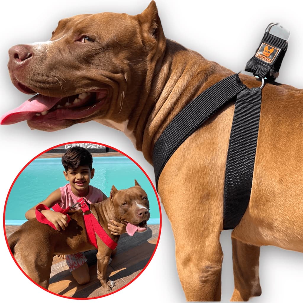 Coleira Peitoral Guia Para Cachorro Pitbull Golden Regulável e Confortável