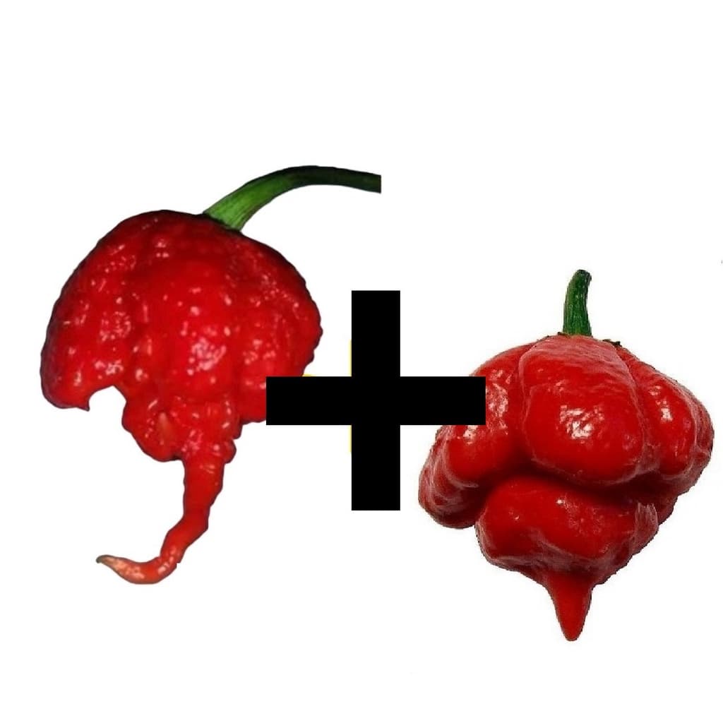 PIMENTAS NUCLEARES  CAROLINA REAPER + TRINIDAD 50 SEMENTES