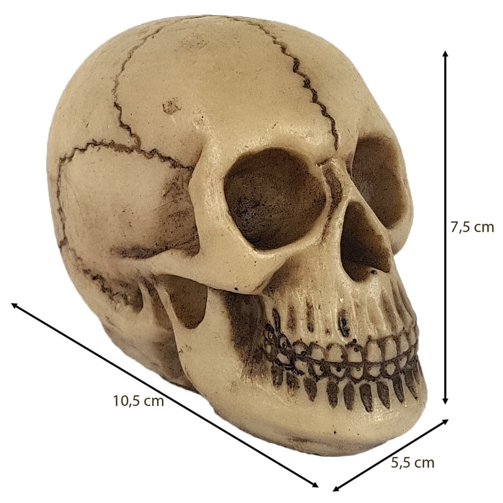 Crânio Darwin Enfeite Caveira Resina Decoração Terror