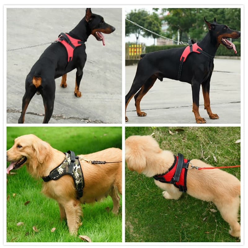 Peitoral Coleira C/ Regulagem Dupla Trava de Segurança Cães Cachorro Pequeno Médio Grande Porte Gato Pet LR-0072