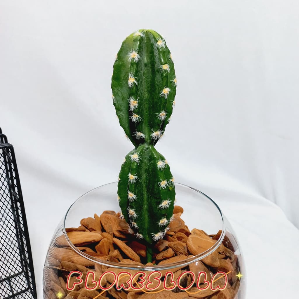 Suculenta Cactos Artificial sortida, 1 Suculenta avulsa / solta artificial , suculenta colorida, Suculenta Artificial Real Decoração  P/ Decoração Casamento, Arranjos, Decorar Festas e casa, banheiro, jardim, varanda