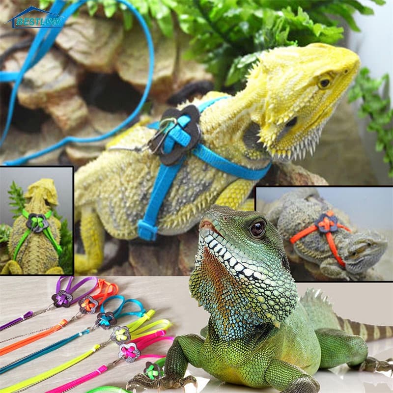 Trela De Treino De Répteis Bestlink2 Melhorlink2 Arreios De Corda Tartaruga Lagarto De Tração Pequenos Para Animais De Estimação Suprimentos