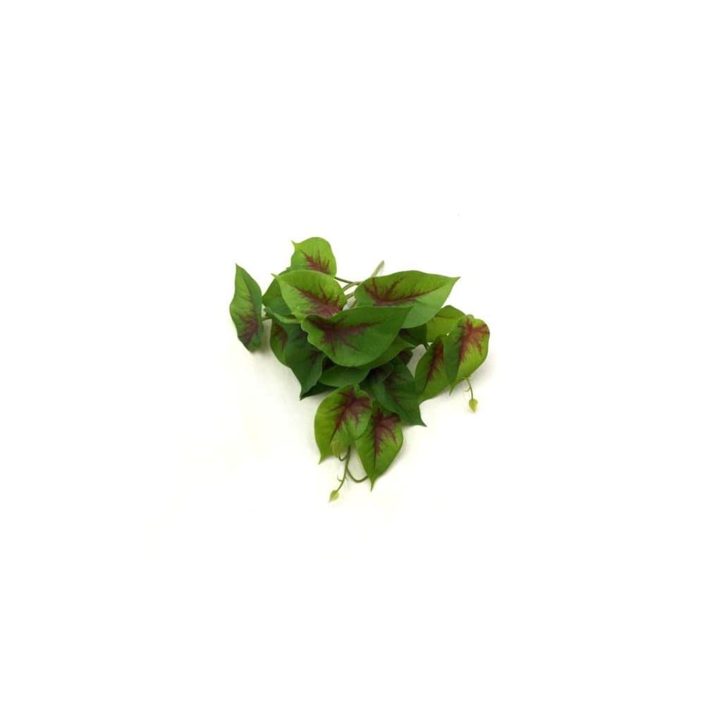PLANTA CALATHEA DI0317 - VILLAGGIO DAS FLORES
