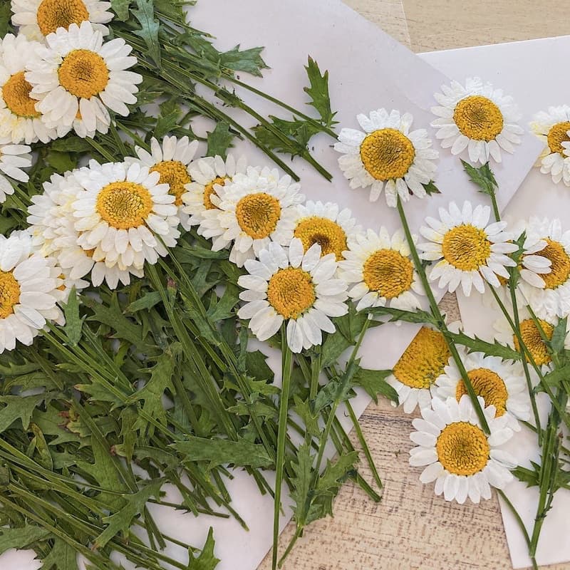 Pressão Positiva Com Crisântemo Desndrite Branco Pequena Margarida Seca Flor Em Relevo bookmark