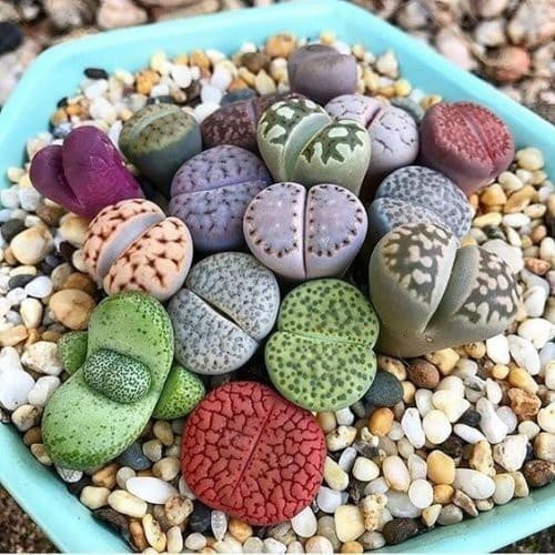 Lithops Mix Pacote com 50 Sementes Cactos Pedra Suculenta frete Rápido tr3 top