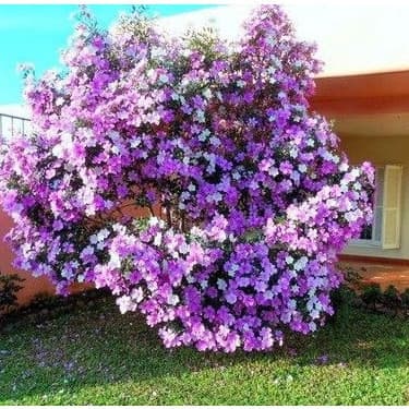 Manacá Da Serra Tibouchina Mutabilis 100 Sementes P/ Mudas top