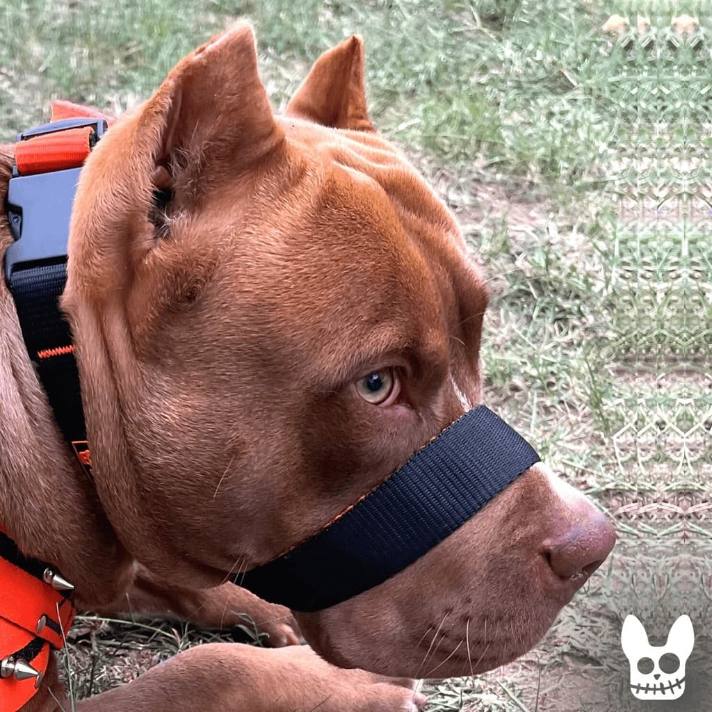 A Única Focinheira Confortável Do Mercado A Mais Vendida Pet Dogvix Pitbull