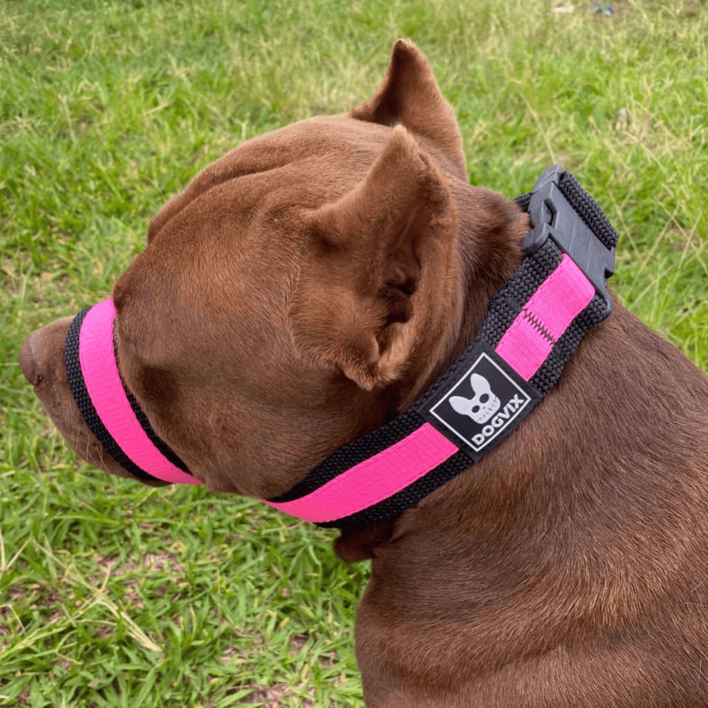 Focinheira Passeio Regulável E Confortável Para Cachorro Pitbull Médio Grande Porte