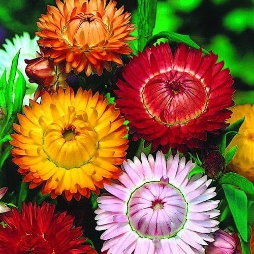 300 sementes novas da flor sempre - viva