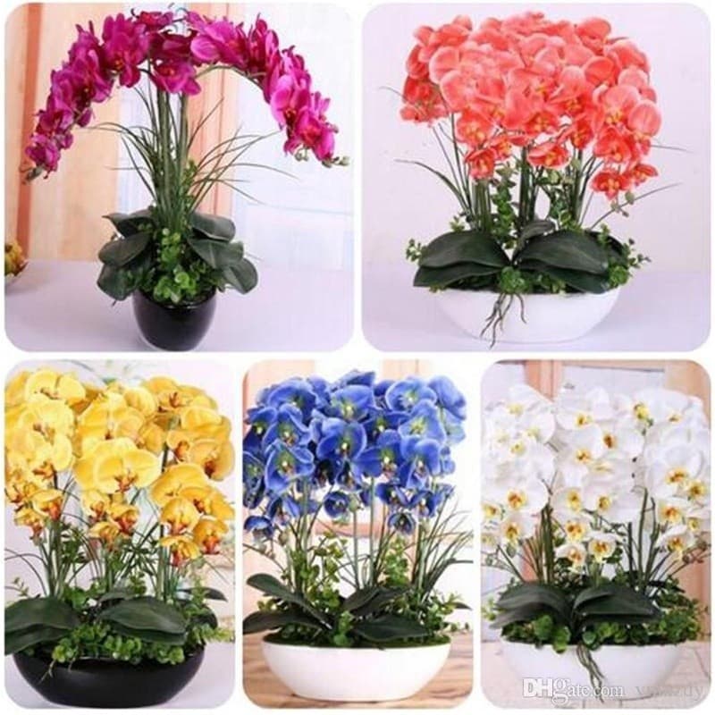 460 Sementes D Flor Orquidea Azul vermelha Rosa E Outras tp