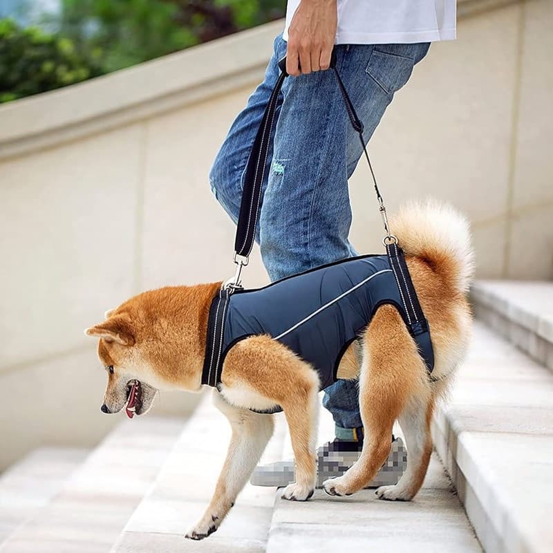 Primeiro , Veja O Gráfico De Tamanhos Para Suporte Ajustável De Cães , Suprimentos De Reabilitação De Pernas Animais De