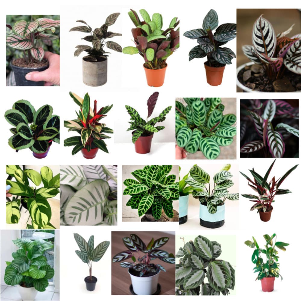 200 sements marantas sortidas mix especies com frete rápido b6 top