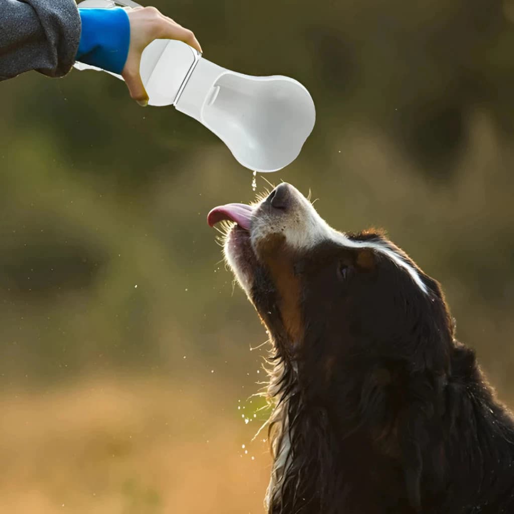 Bebedouro Tigela Pets Refresca Sede Caminhadas Dobrável Viagens Água Passeios Lazer Silicone