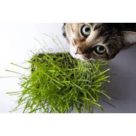 Kit Sementes Grama dos Gatos + Catnip (Erva do Gato) 200/400/1000 Unidades | Plantio Fácil para Gatos