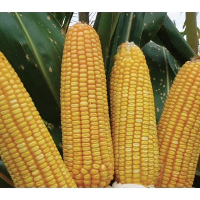 Sementes de Milho Gigante para Plantio 300/600/1000 Unidades Alta Germinação para Horta e Roça