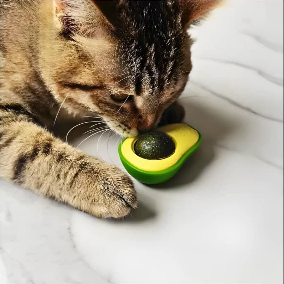 Abacate Brinquedo Gatos Estimular mentalmente os felinos Incentivo à interação dos Gatinhos Saude
