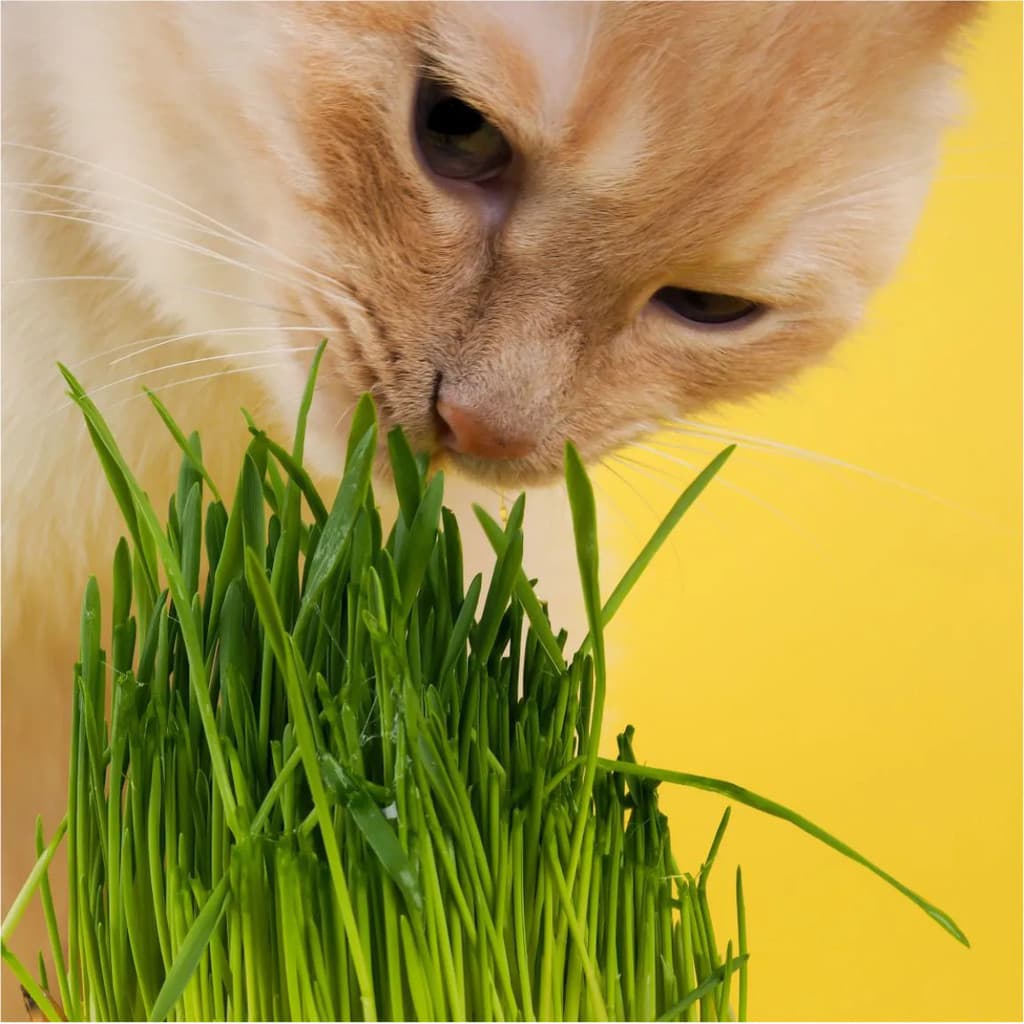 Kit Sementes de Catnip Erva-de-Gato para Gatos 200/400/1000 Sementes Grama Natural para Plantio em Casa