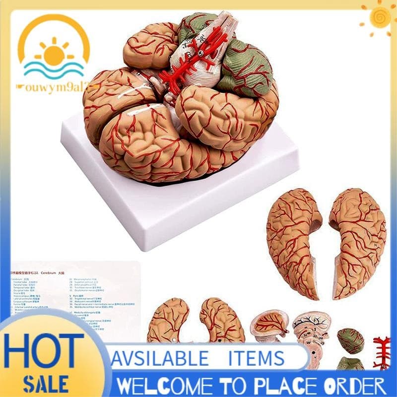 Modelo De Cérebro Humano , Anatomia Do Em Tamanho Real Com Base De Exibição , Para Estudo Sala De Aula De Ciências E De