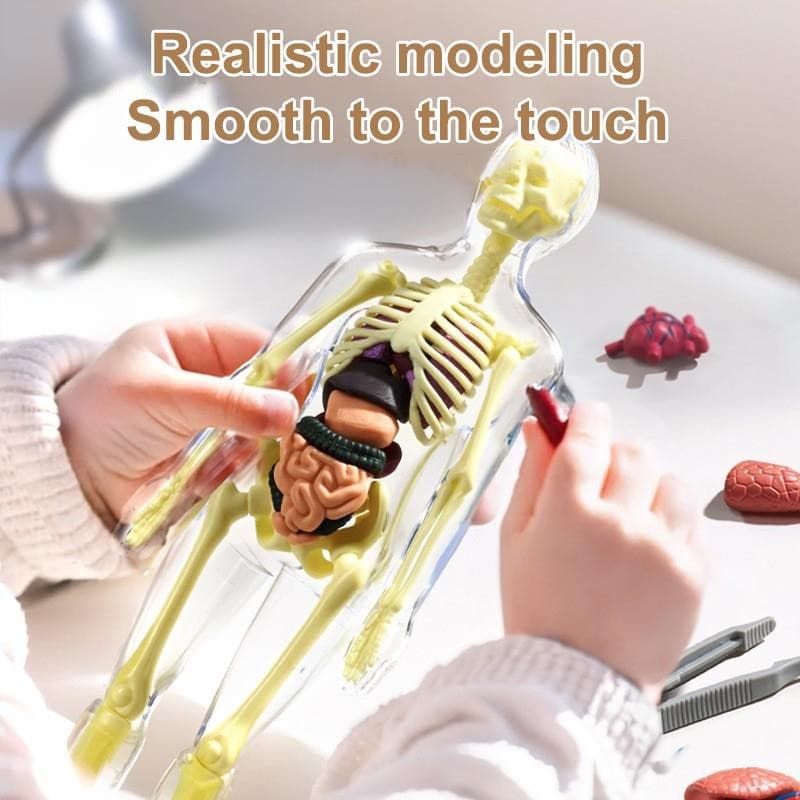 Decorador 3D Esqueleto Humano Órgão Anatomia Modelo Científico Kit Crianças Modelos De Educação Corporal Simulação Remov