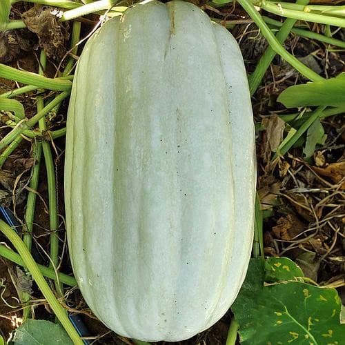 Sementes de Abóbora Nova Caravela 200/400/1000 Unidades | Alta Germinação | Hortaliça para Horta e Jardim