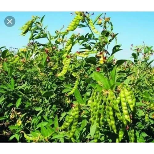 Sementes de Feijão Andu (Guandu) 200/400/1000 Unidades para Plantio | Alta Germinação | Horta e Jardim