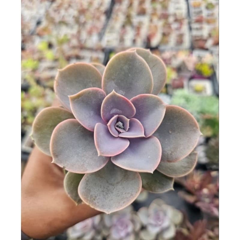 Suculentas Naturais  pote 6  para sua casa e jardim  kit com 5 e 10
