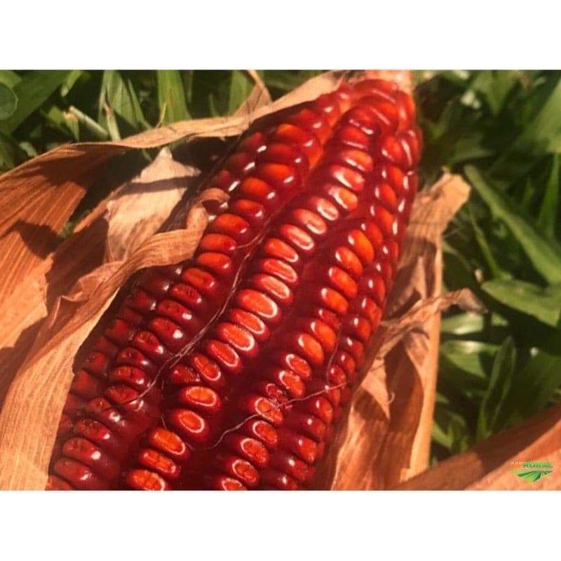 Sementes de Milho Crioulo Natural 200/400/1000 Unidades para Plantio Alta Germinação Horta Sítio Fazenda