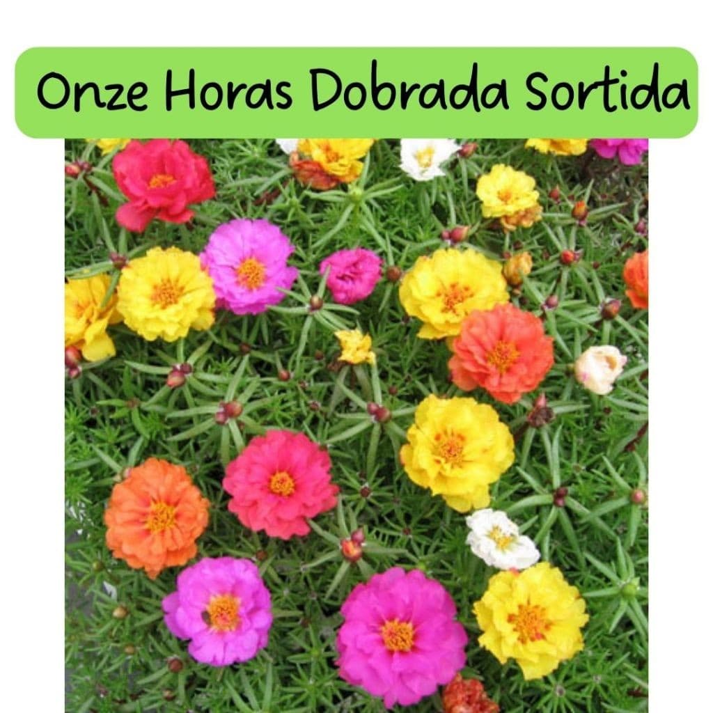 1000 sementes 2000 sementes 2400 sementes Onze Horas Dobrada Sortida Portulaca Horta Temperos Ervas Jardim