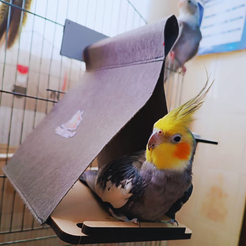 Toca Rede Cabana para gaiola de calopsita com brinquedo acessórios puleiro Agapornis Periquito pets