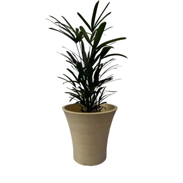 Vaso Plantar plantas Frutíferas Taça polietileno 45x50