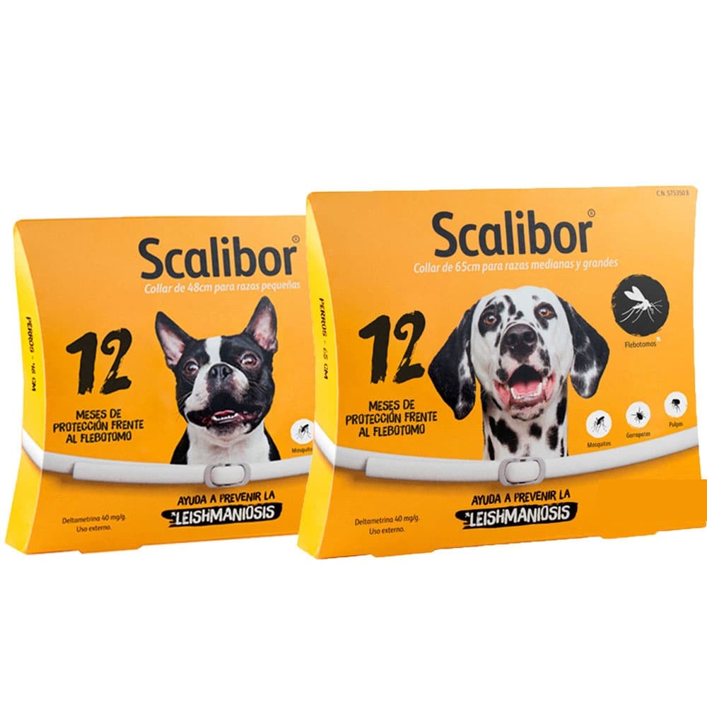 Nova Coleira Para Cachorro