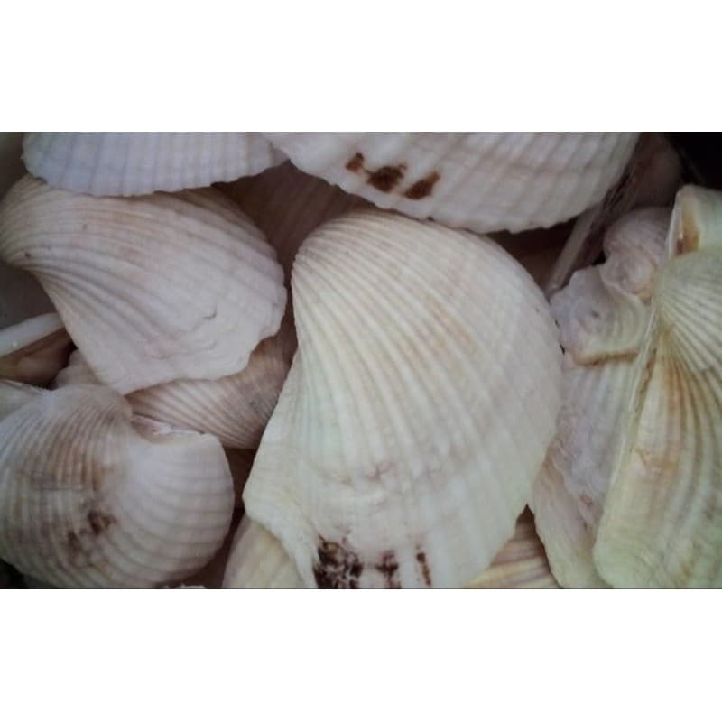 Conchas alvas naturais da Praia - conchas do mar - Resistentes - Anadara Notabilis - Para decoração geral - 50 Unidades