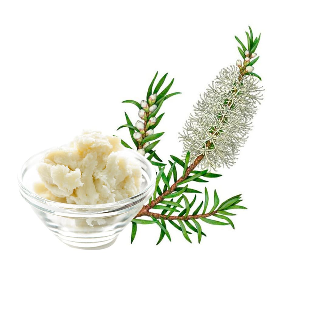 Manteiga Vegetal de Melaleuca / Tea Tree 100% Natural 100g